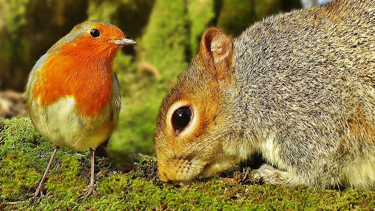 The Squirrel and the Happy Bird
