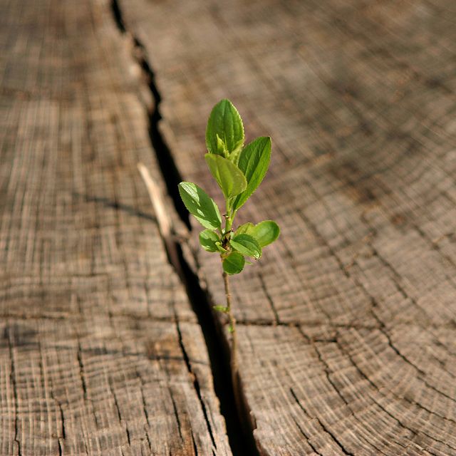 Let Hope Be Our Last Act